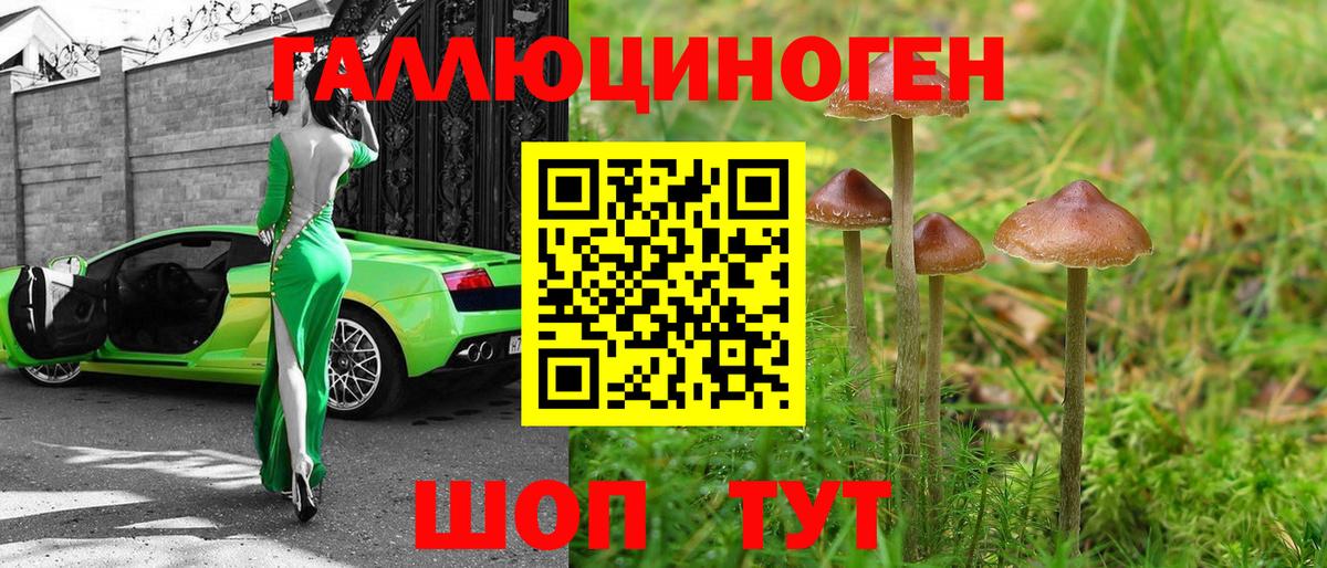 Псилоцибиновые грибы Psilocybine cubensis Карпинск